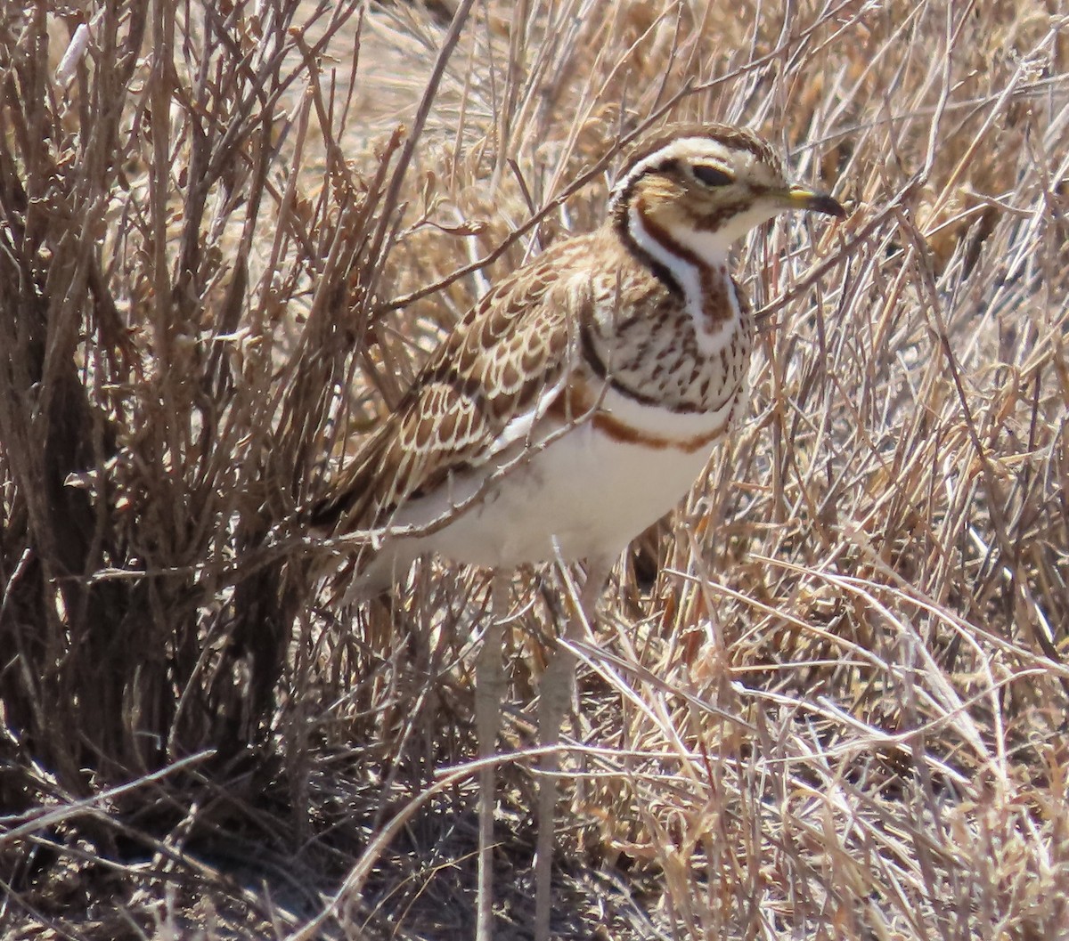 Three-banded Courser - ML496973061
