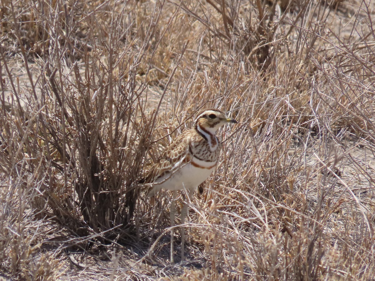 Three-banded Courser - ML496973071