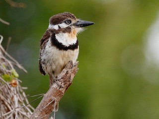  - Russet-throated Puffbird