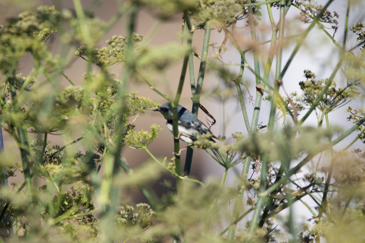 Black-throated Blue Warbler - ML496977061