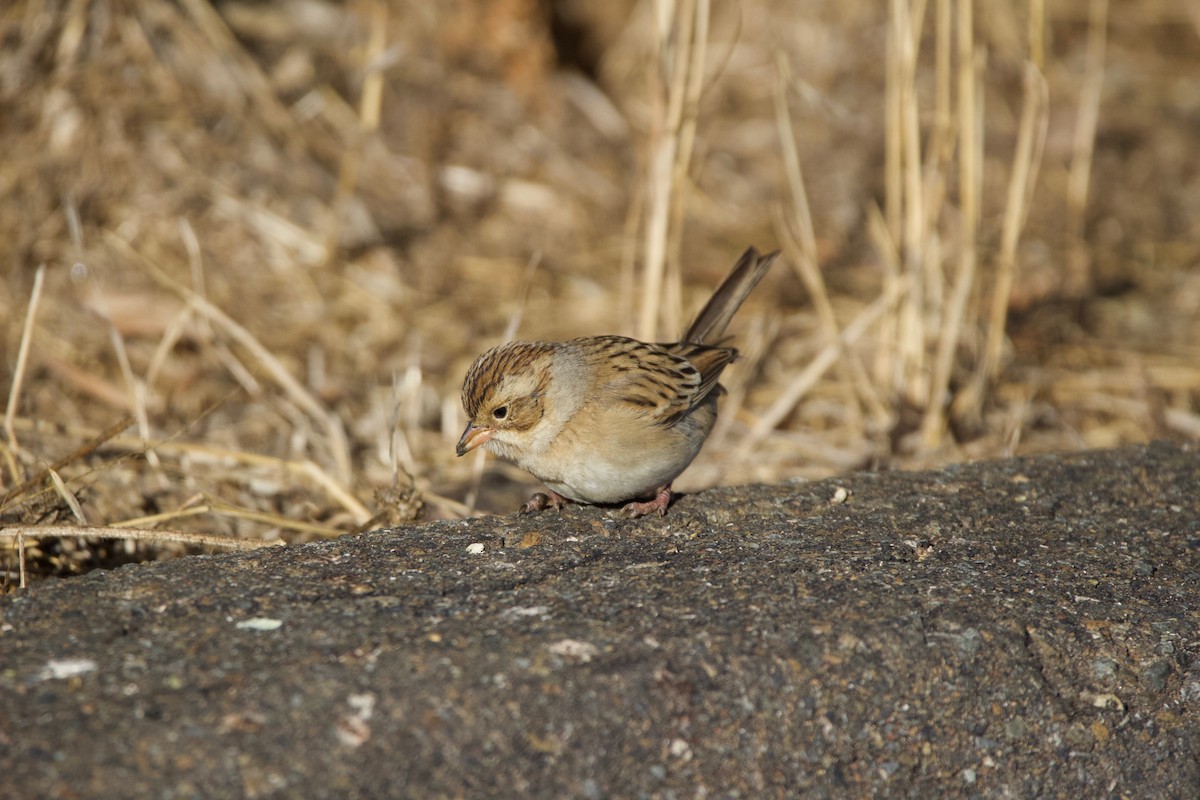 Clay-colored Sparrow - ML496977491