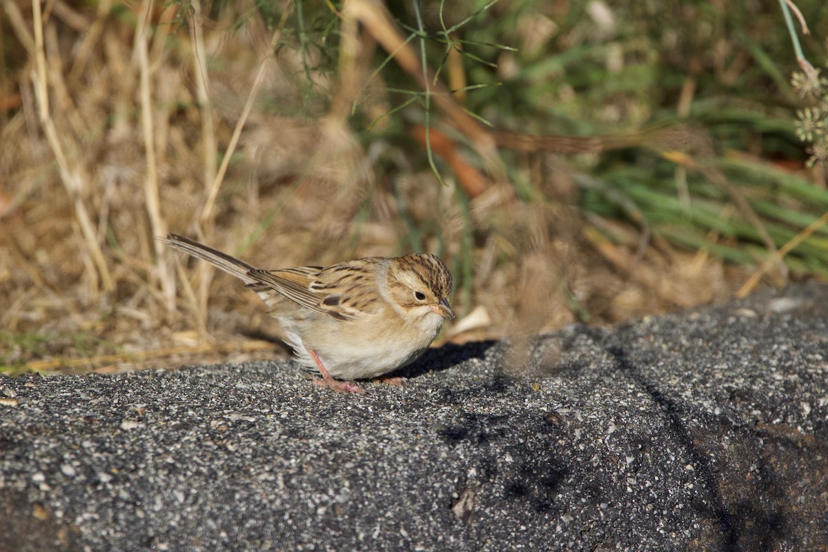 Clay-colored Sparrow - ML496977501