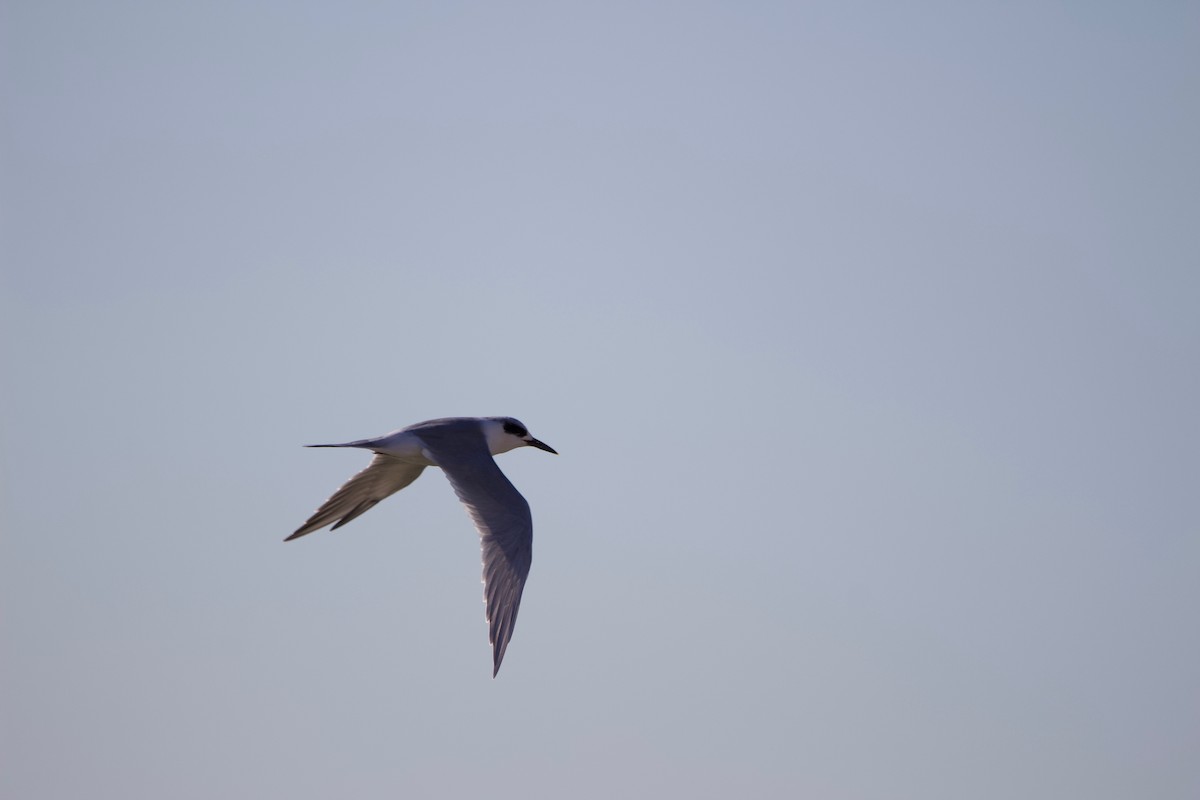 Forster's Tern - Emma Cox