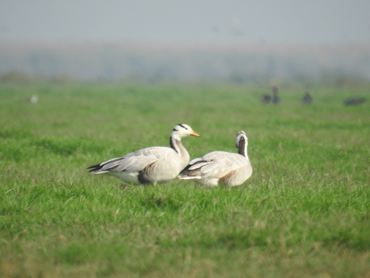Bar-headed Goose - Mohit Aggarwal