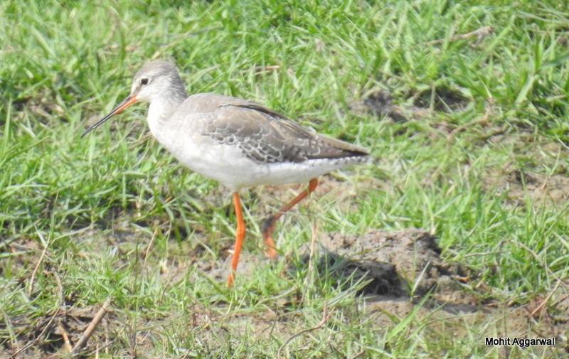 Spotted Redshank - ML49699161