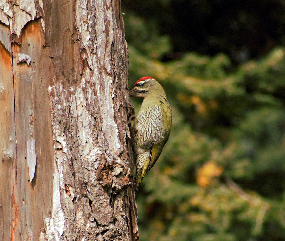 Scaly-bellied Woodpecker - Mohammad Arif khan