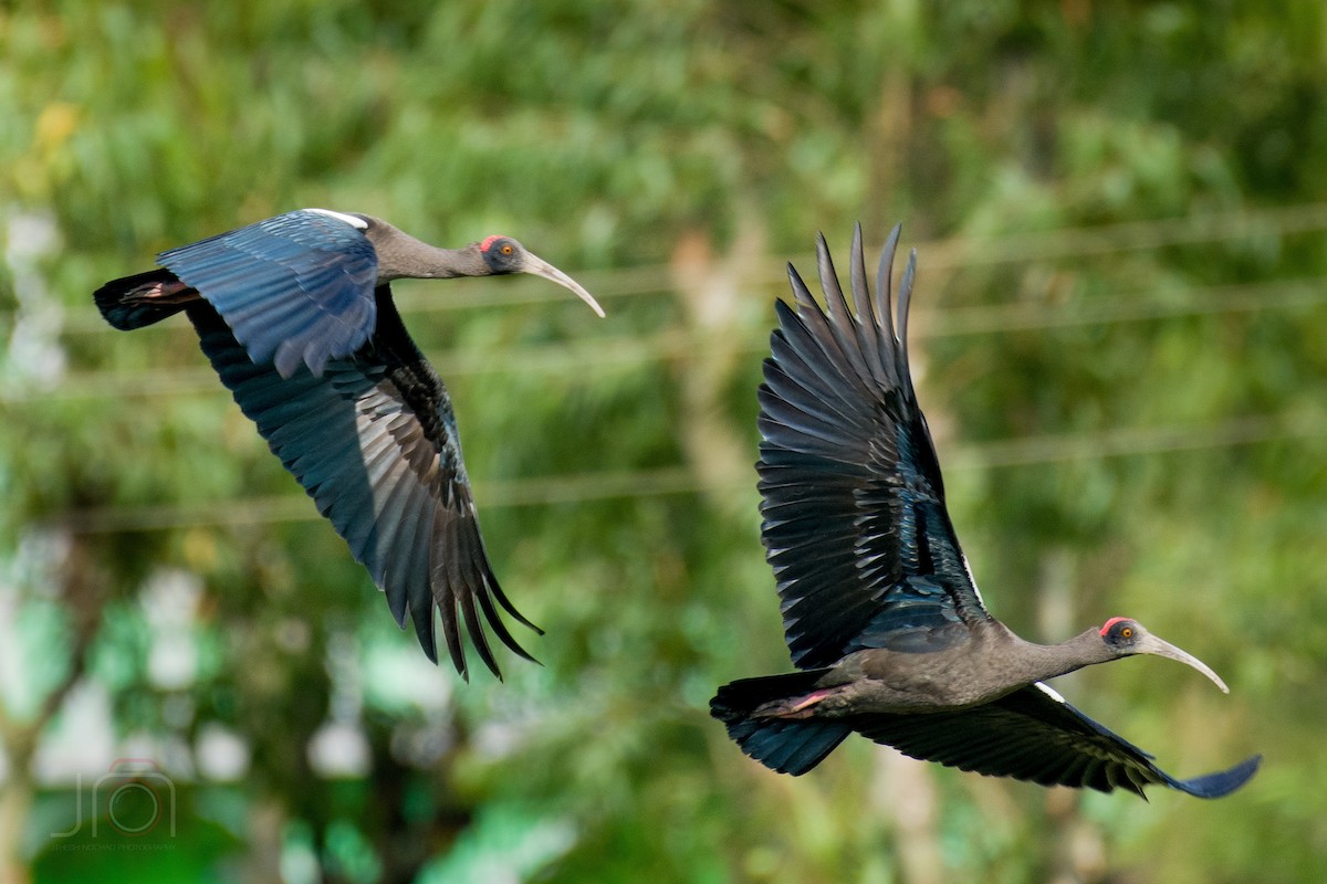 ibis bradavičnatý - ML496998711