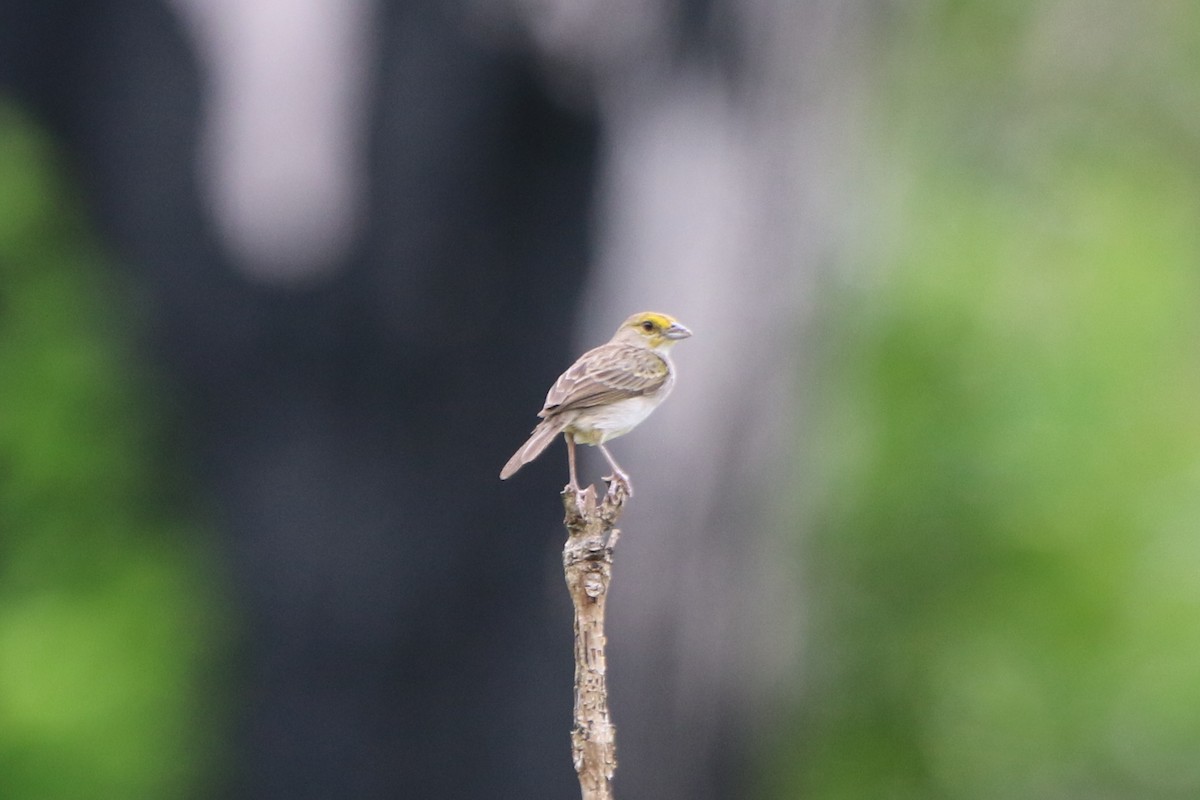 Yellow-browed Sparrow - ML49700401