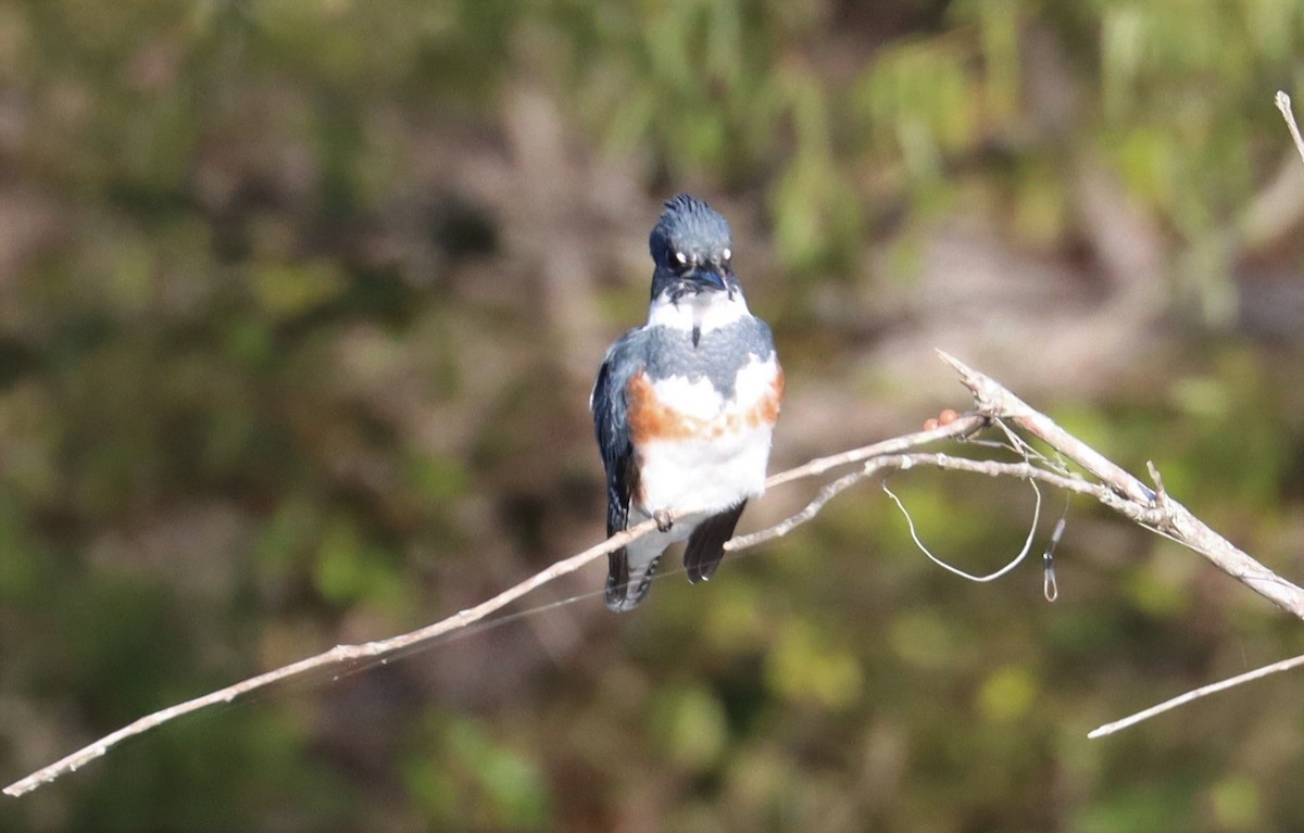 Belted Kingfisher - ML497010411