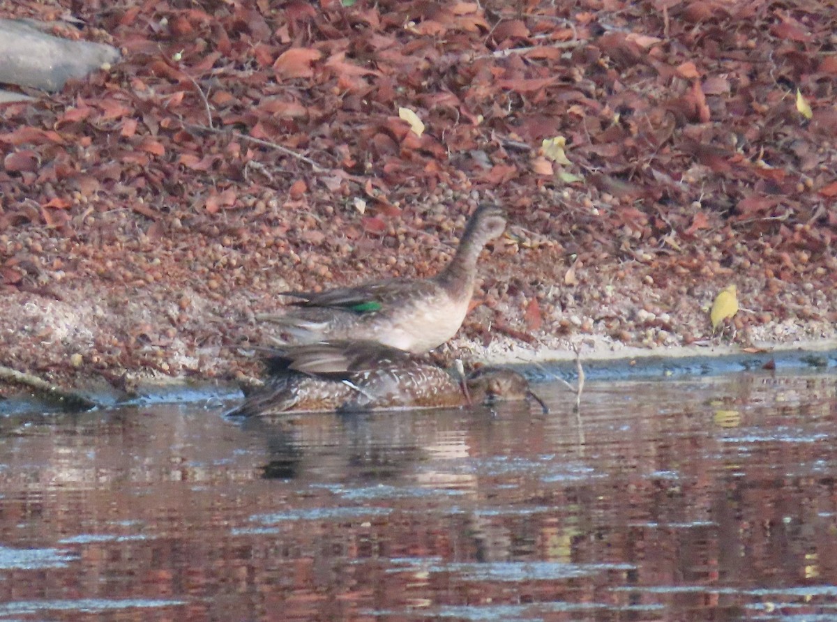 Green-winged Teal - ML497011811