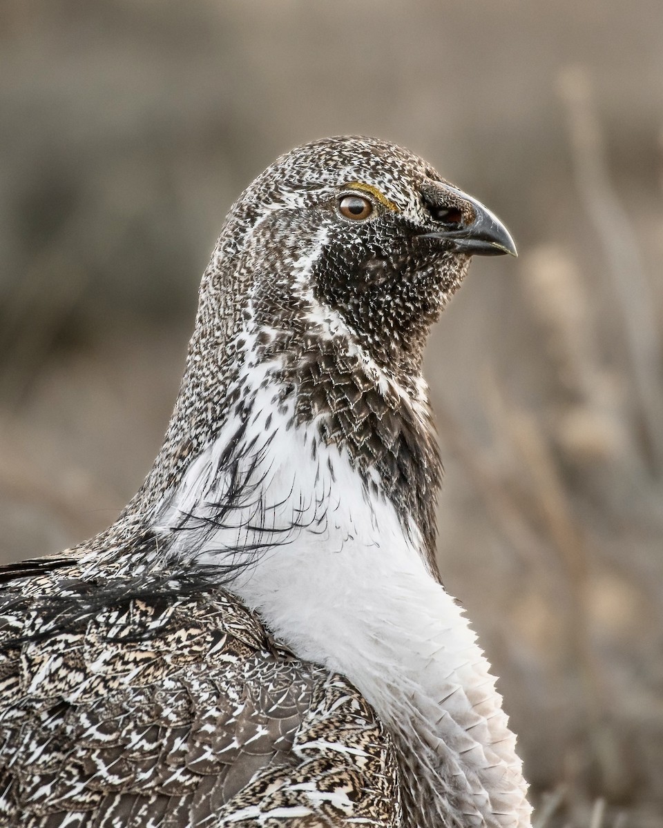 Greater Sage-Grouse - Brian Genge