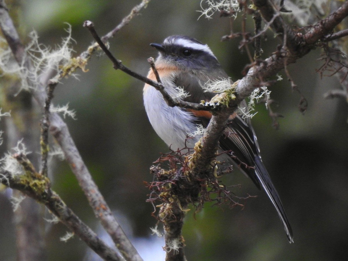 Rufous-breasted Chat-Tyrant - ML497014251