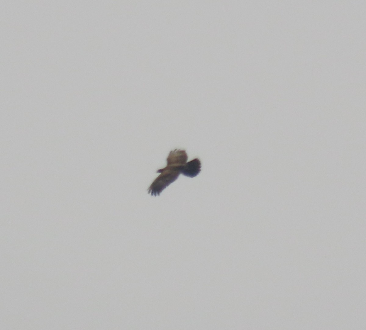 European Honey-buzzard - ML497028211