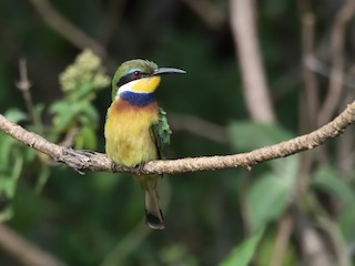  - Blue-breasted Bee-eater