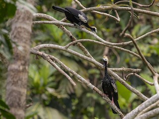  - Blue-throated Piping-Guan