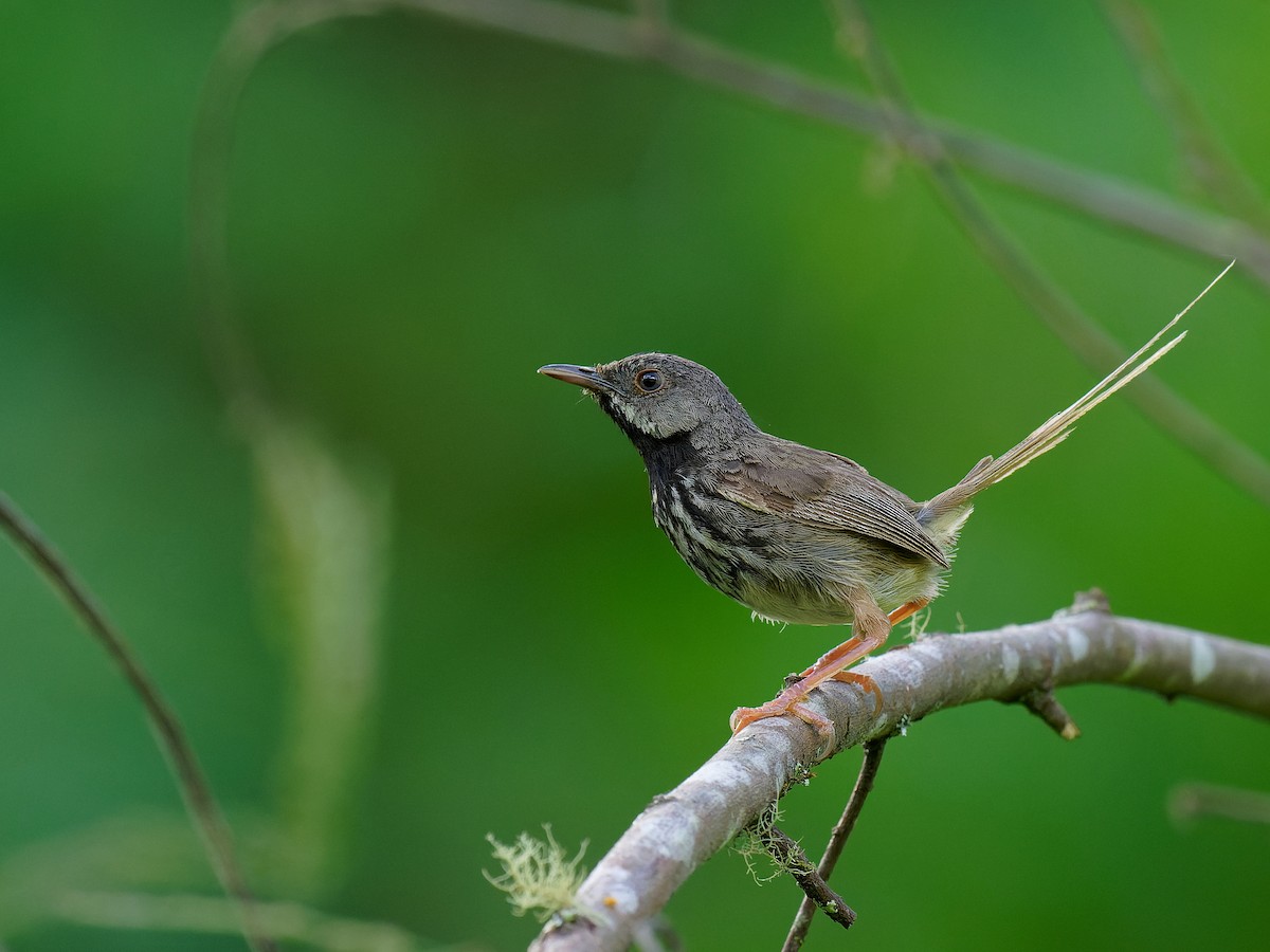 Black-throated Prinia - Prinia atrogularis - Birds of the World