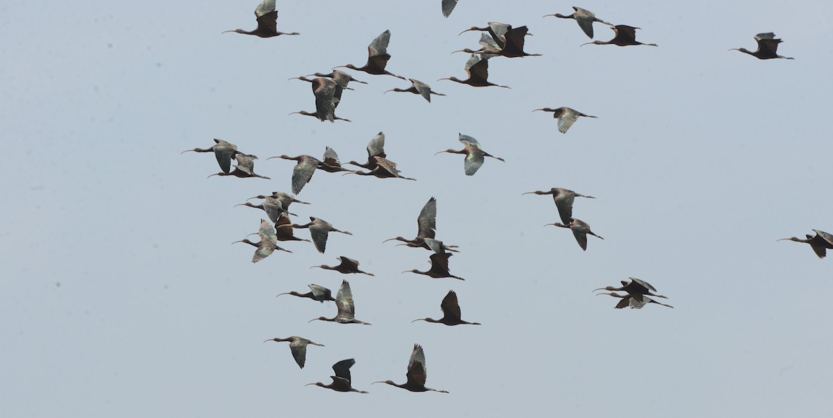 ibis hnědý - ML497031951