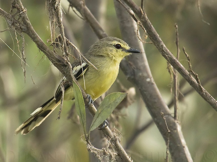 Lesser Wagtail-Tyrant - Stigmatura napensis - Birds of the World