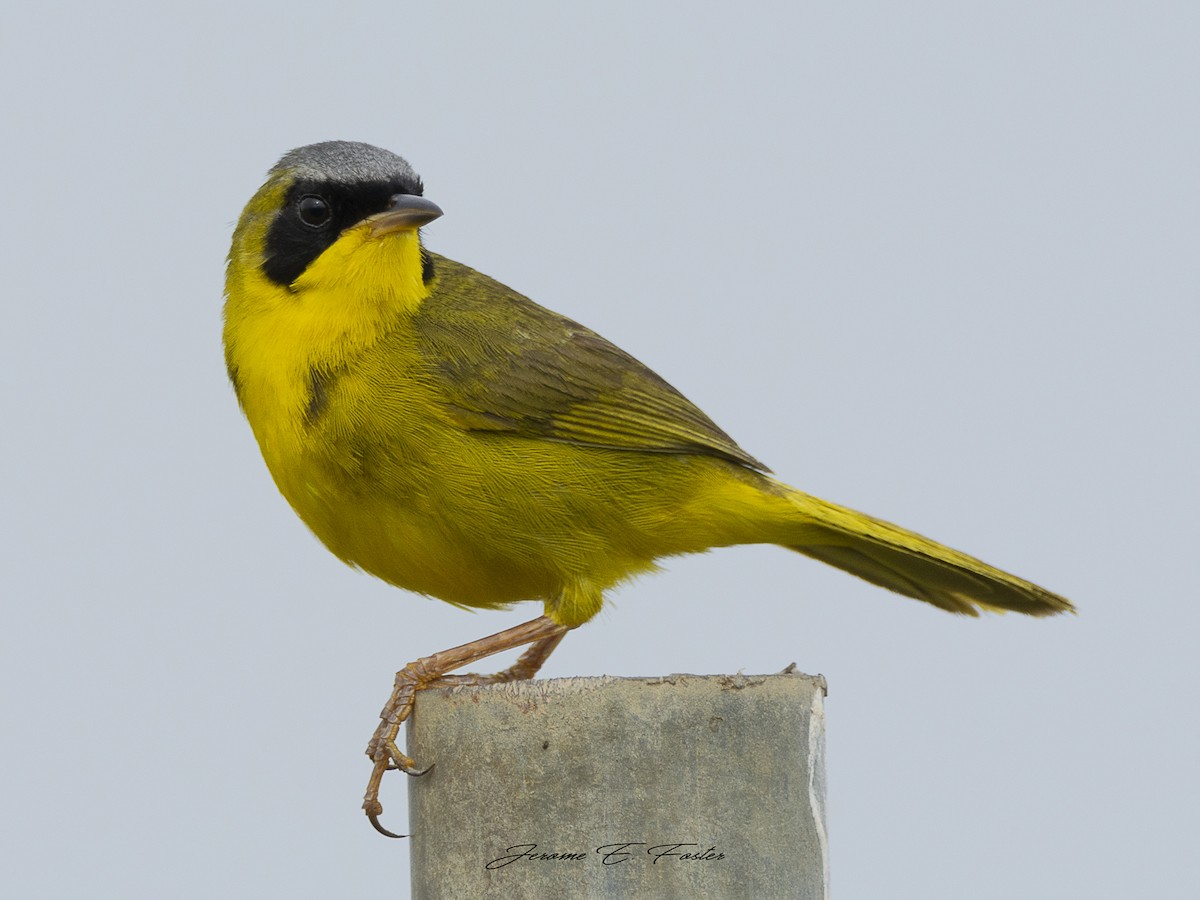 Masked Yellowthroat - Geothlypis aequinoctialis - Birds of the World