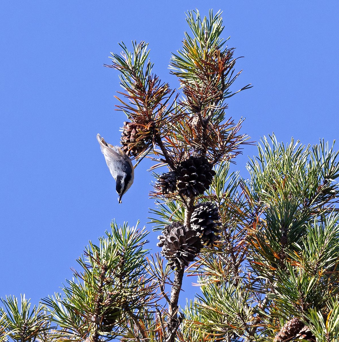 Red-breasted Nuthatch - ML497033551