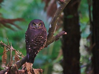  - Morepork