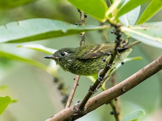  - Olive-striped Flycatcher