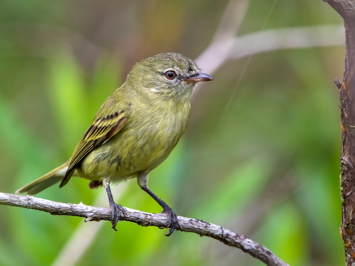 Rough-legged Tyrannulet - Acrochordopus burmeisteri - Birds of the World