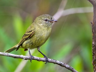  - Rough-legged Tyrannulet