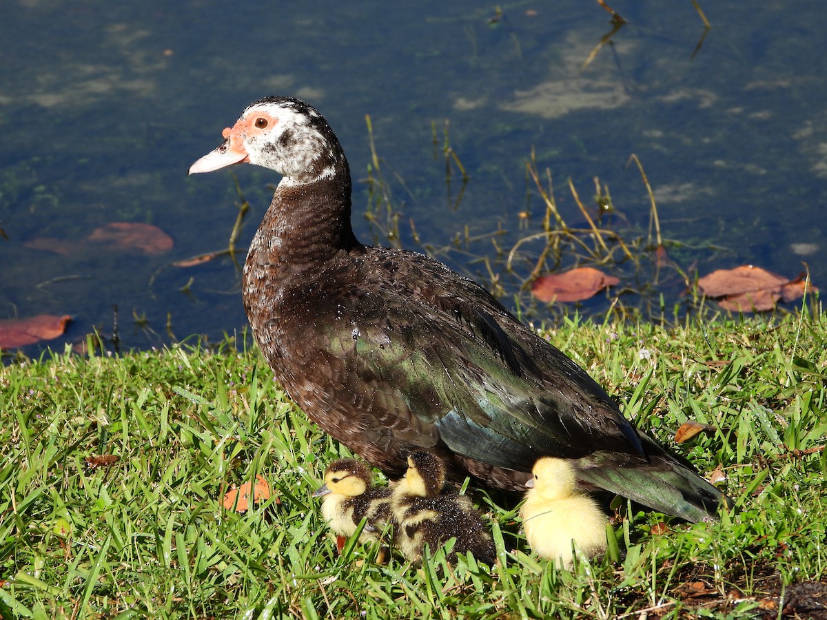 Muscovy Duck (Domestic type) - ML497038861