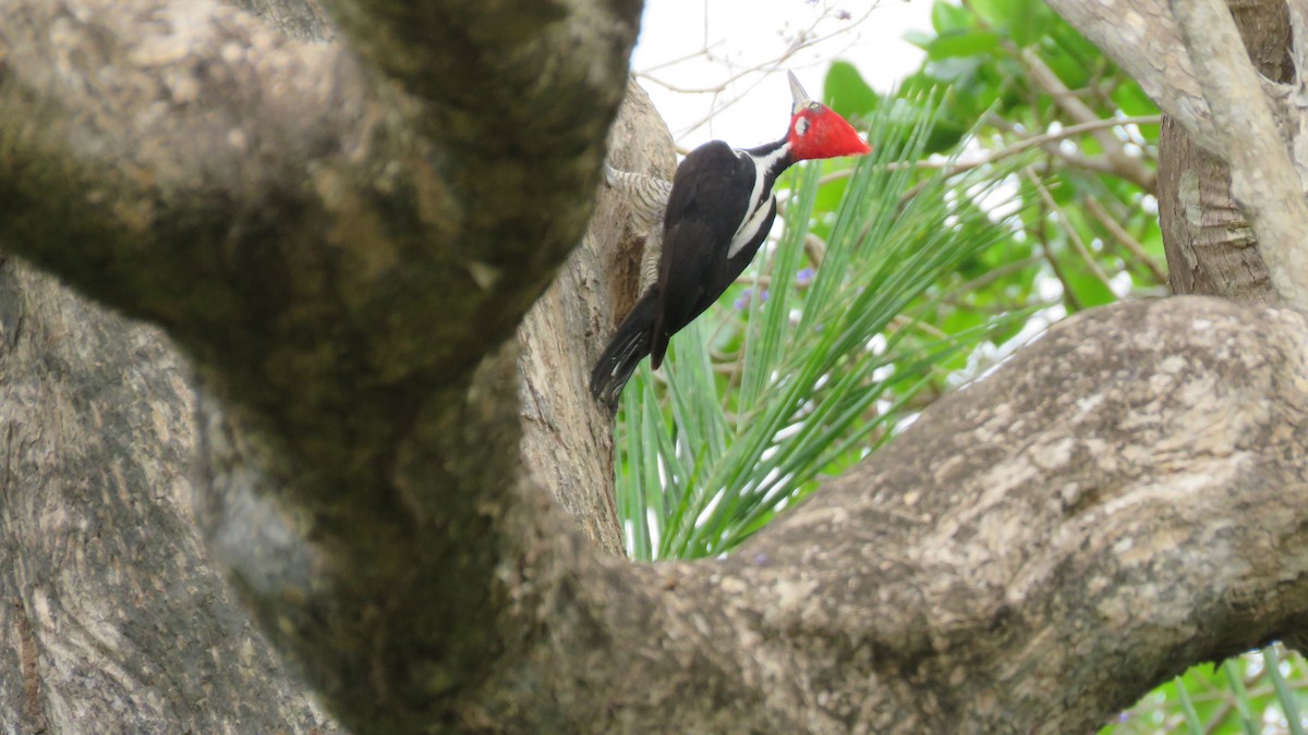 Crimson-crested Woodpecker - ML497042301