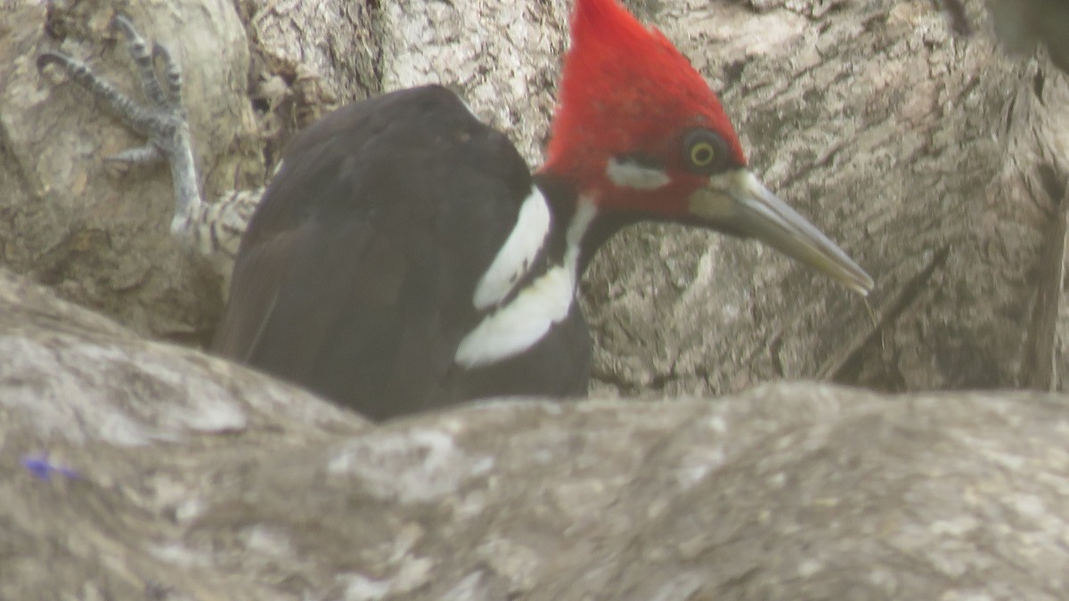 Crimson-crested Woodpecker - ML497042501
