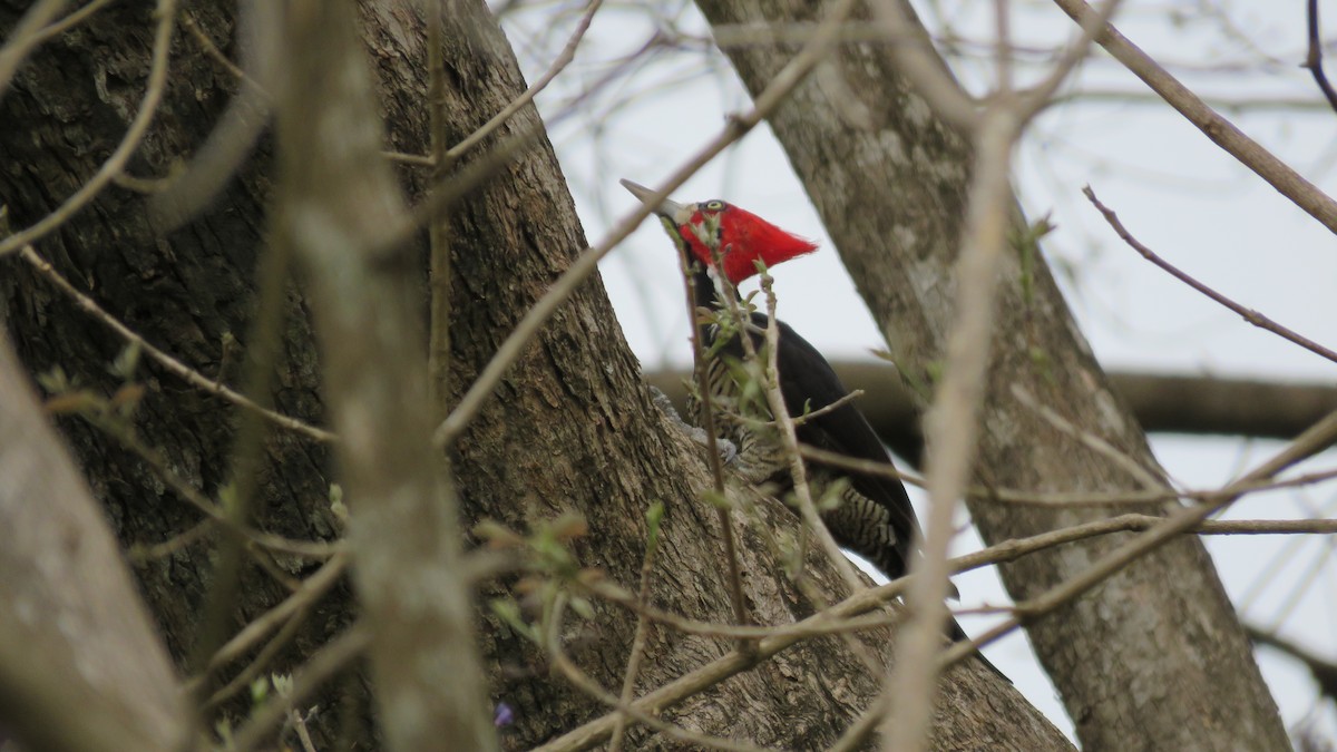 Crimson-crested Woodpecker - ML497042511