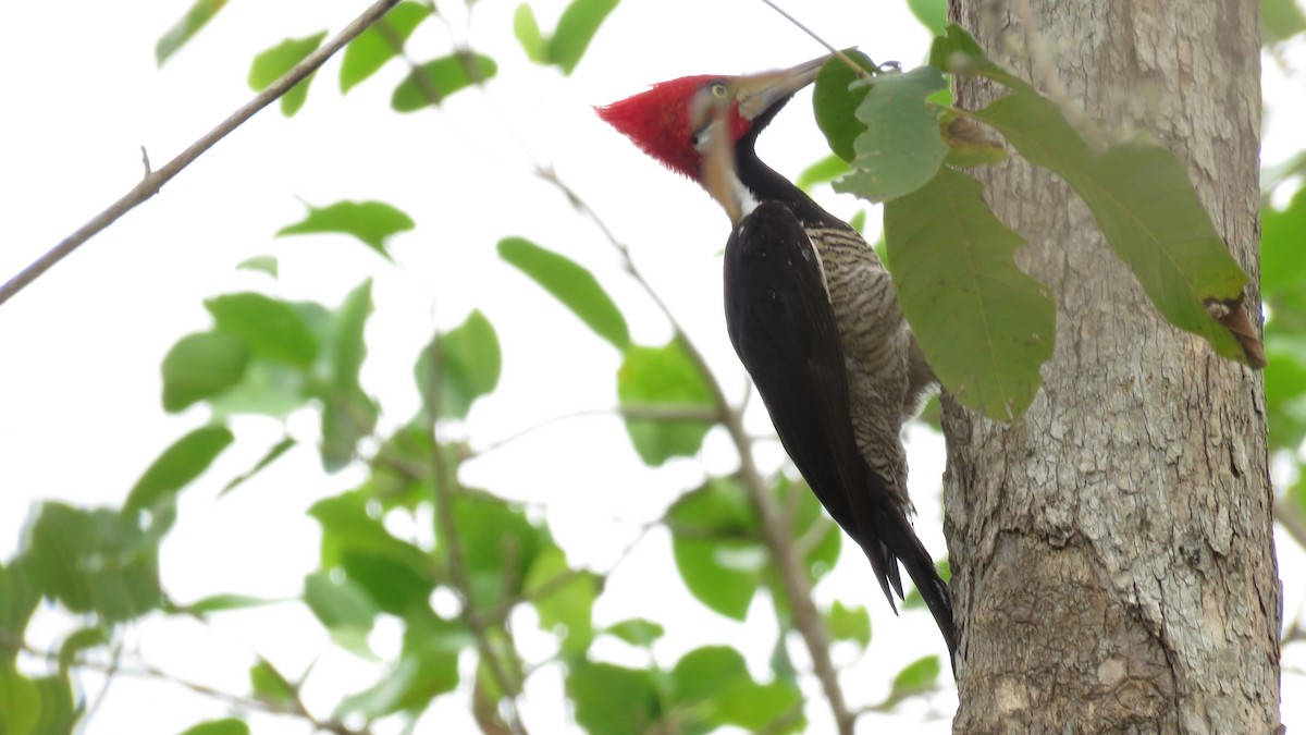 Crimson-crested Woodpecker - ML497042541