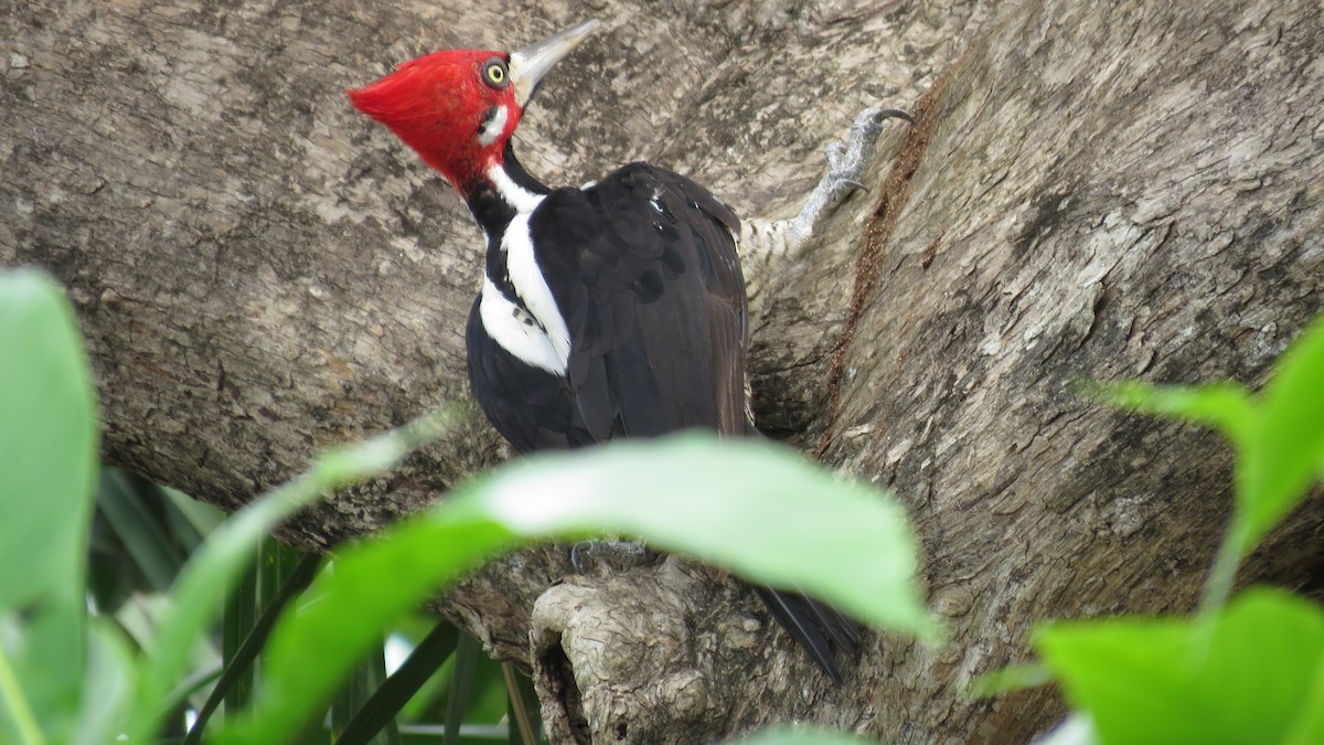 Crimson-crested Woodpecker - ML497042551