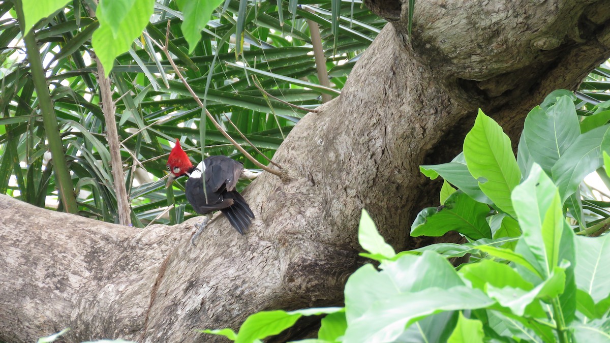 Crimson-crested Woodpecker - ML497042561