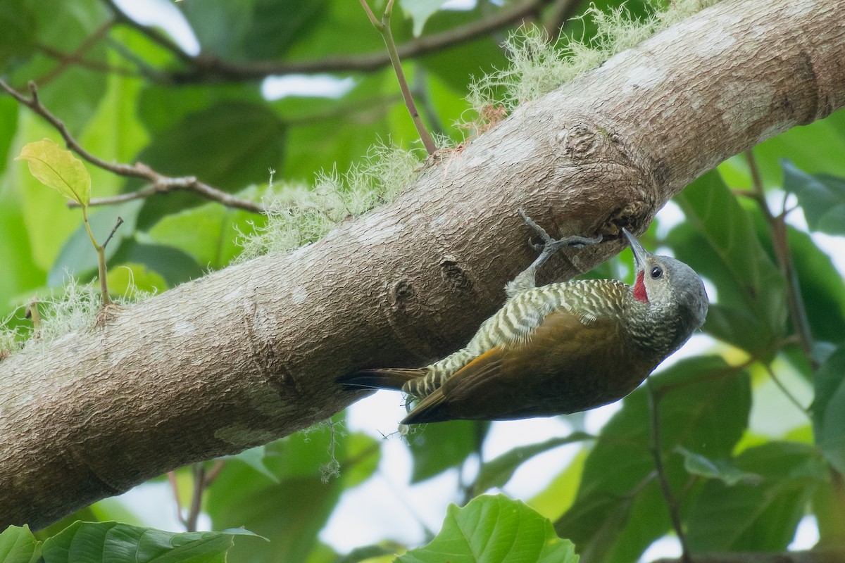 Gray-crowned Woodpecker - ML497048241