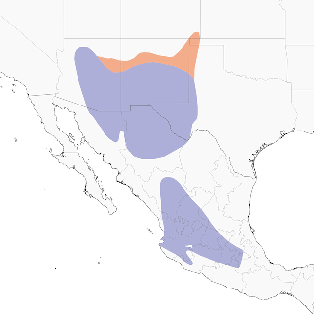 Distribution of the&nbsp;Chihuahuan Meadowlark - Chihuahuan Meadowlark - 