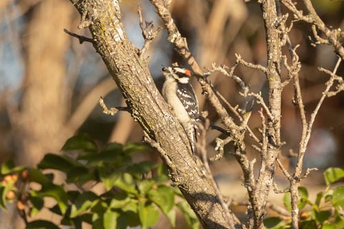 Downy Woodpecker (Eastern) - ML497052541