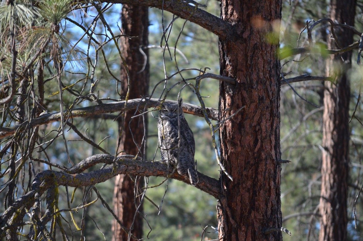 Great Horned Owl - ML497058551