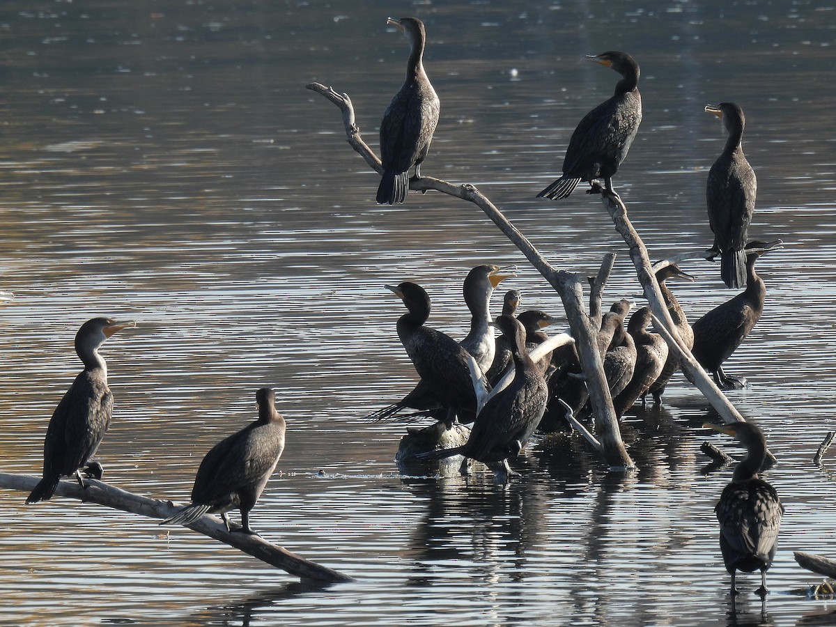 Double-crested Cormorant - Bill Nolting