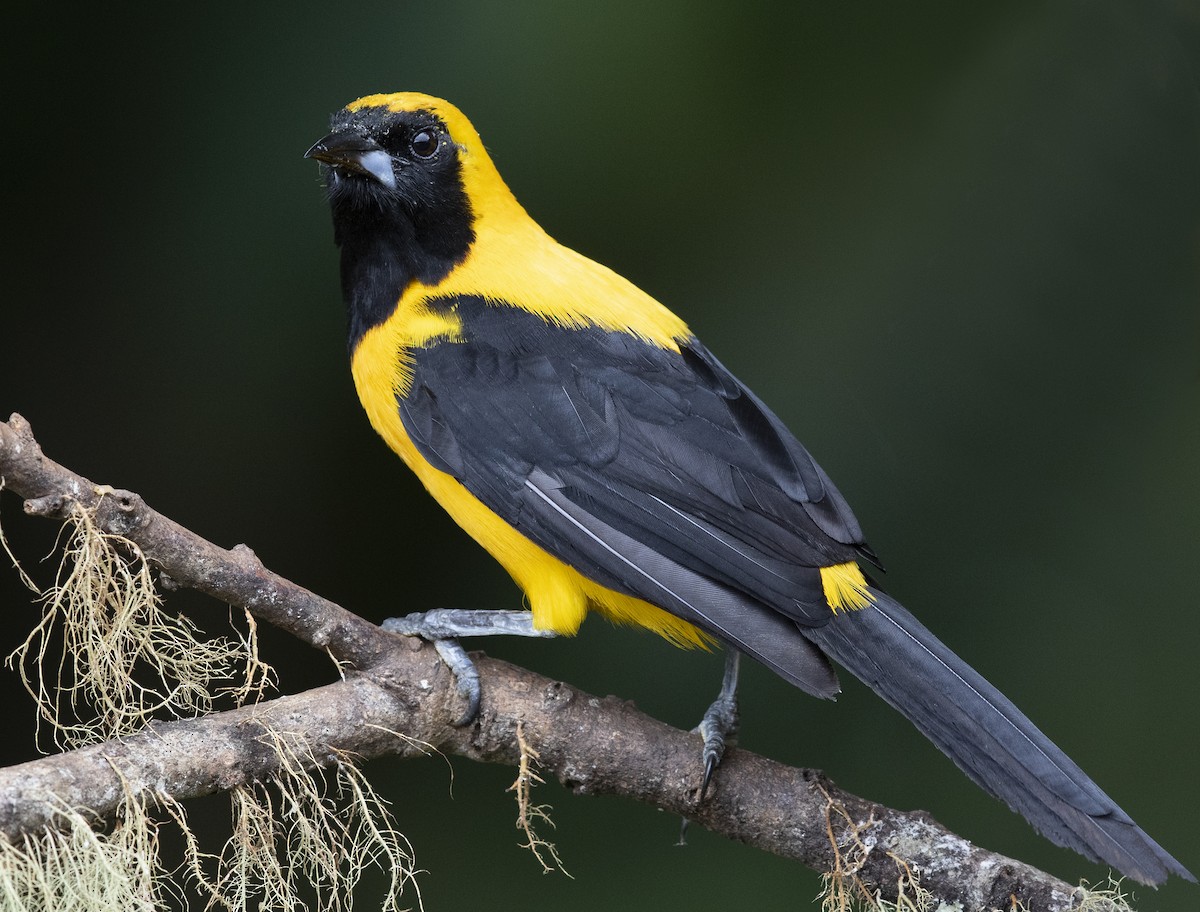 Yellow-backed Oriole - Obie Gilkerson