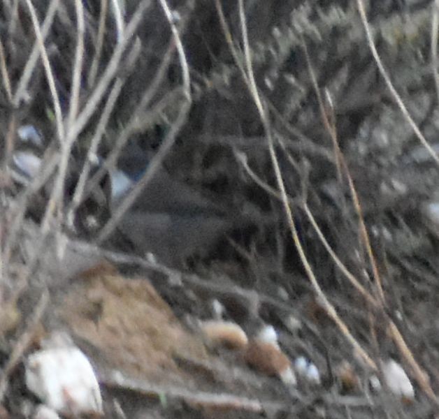 Sardinian Warbler - ML497067151