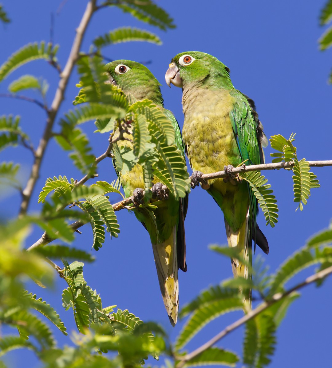 Olive-throated Parakeet - Rowan Keunen