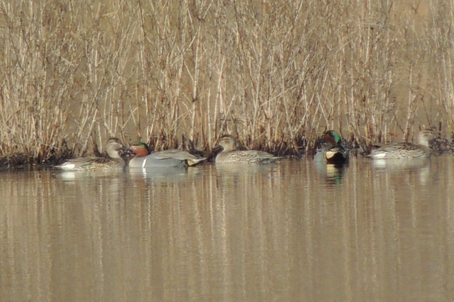 Green-winged Teal - ML49707181