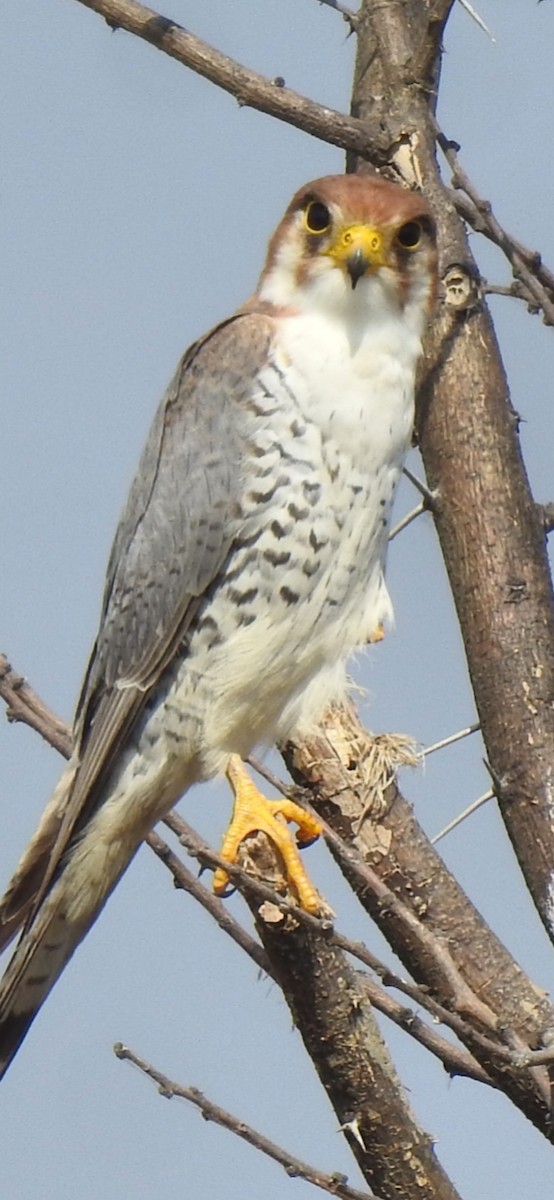 Red-necked Falcon - Ranjeet Singh