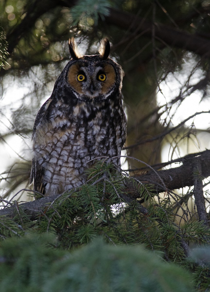 Long-eared Owl - ML49707651