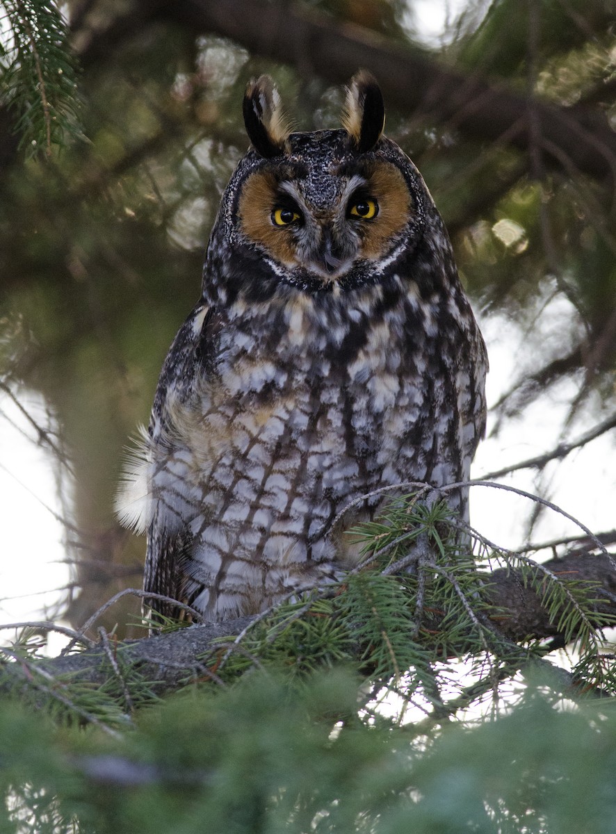 Long-eared Owl - ML49707661