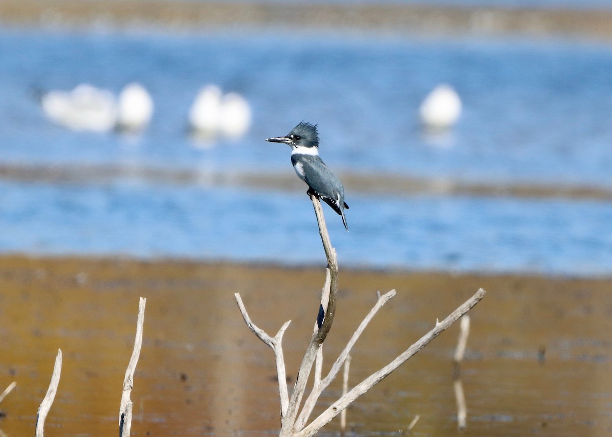 Belted Kingfisher - ML497078621