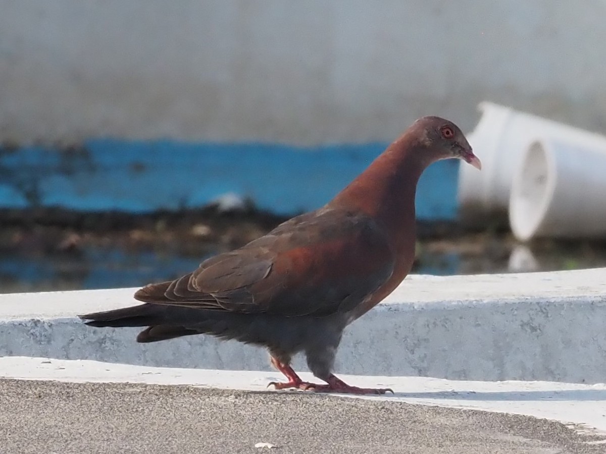 Red-billed Pigeon - ML497079001