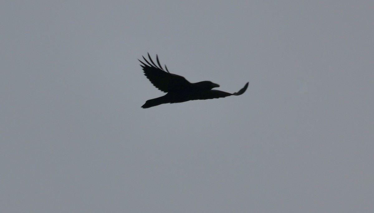 Common Raven - Vickie Baily